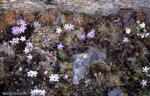 Primula deuteronana