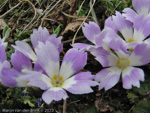 Primula deuteronana