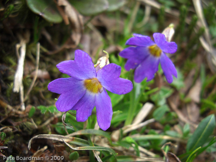 <i>Primula dickieana </i>