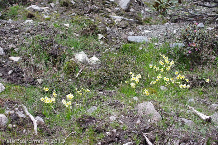 <i>Primula dickieana </i>