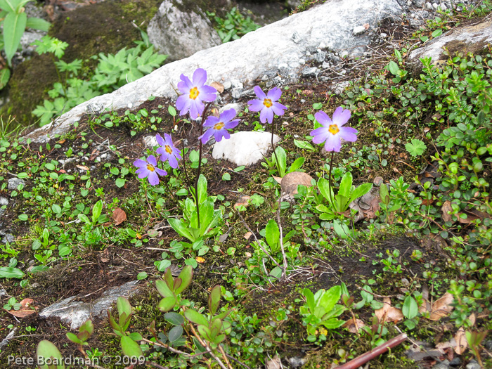 <i>Primula dickieana </i>