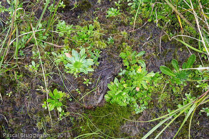 <i>Primula dickieana </i>