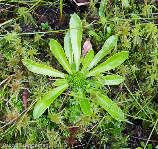 <i>Primula dickieana </i>