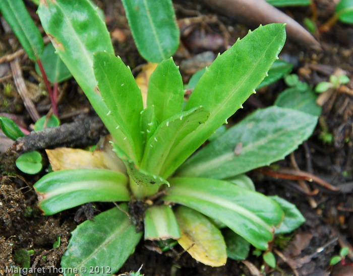 <i>Primula dickieana </i>