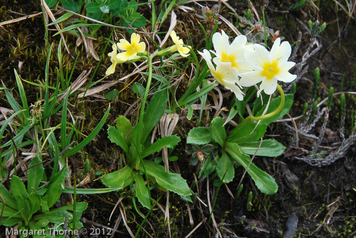 <i>Primula dickieana </i>