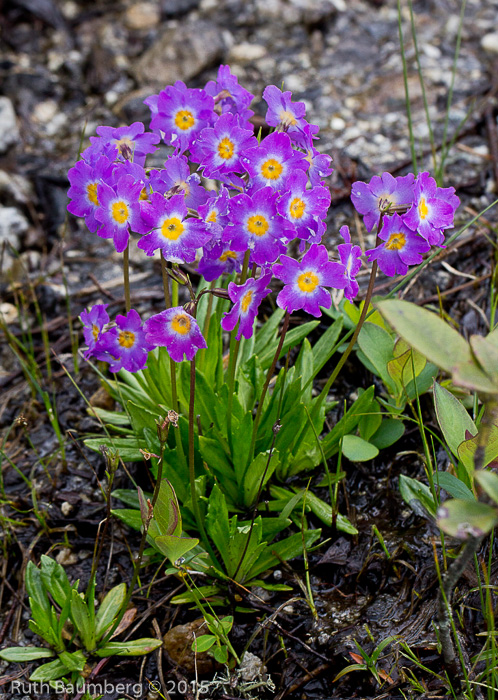 <i>Primula dickieana </i>