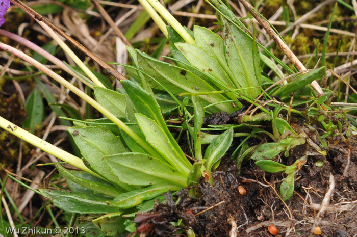 <i>Primula dickieana </i>