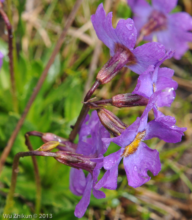 <i>Primula dickieana </i>