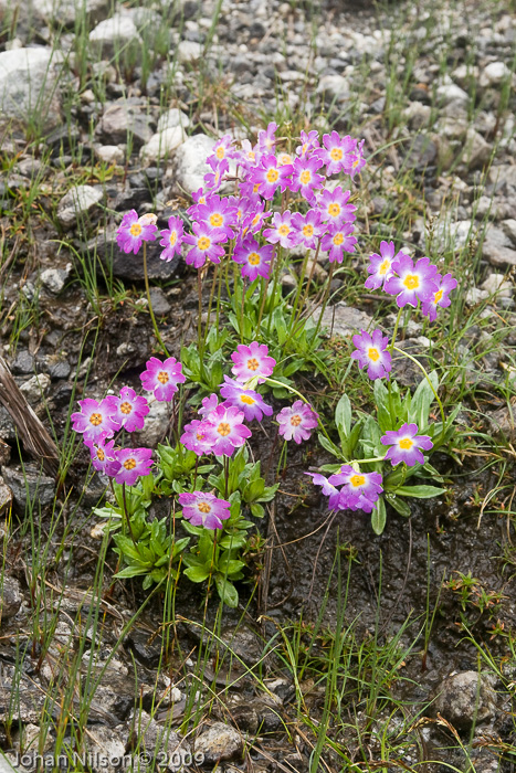 <i>Primula dickieana </i>