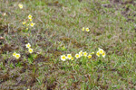 <i>Primula dickieana </i>