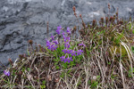 <i>Primula dickieana </i>