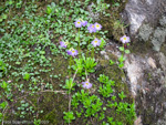 <i>Primula dickieana </i>