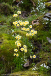 <i>Primula dickieana </i>