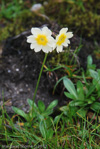 <i>Primula dickieana </i>