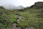 <i>Primula dickieana </i>