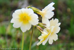 <i>Primula dickieana </i>