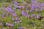 <i>Primula dickieana </i>