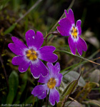 <i>Primula dickieana </i>