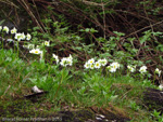 <i>Primula dickieana </i>