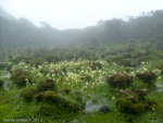 <i>Primula dickieana </i>