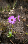 <i>Primula dickieana </i>