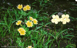 <i>Primula dickieana </i>