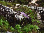 <i>Primula dickieana </i>