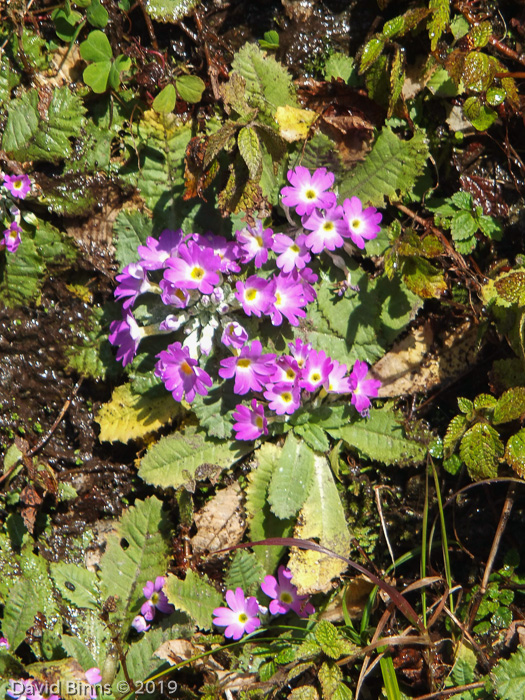 <i>Primula drummondiana </i>