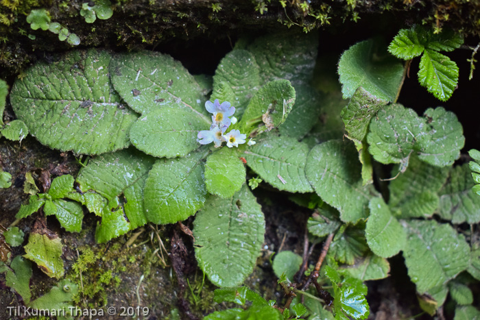 <i>Primula drummondiana </i>