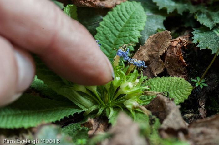 <i>Primula drummondiana </i>