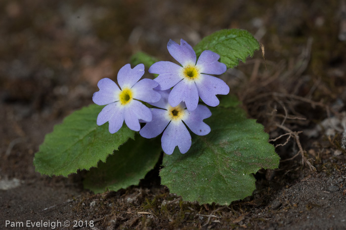 <i>Primula drummondiana </i>