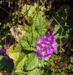 <i>Primula drummondiana </i>