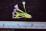 <i>Primula drummondiana </i>