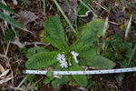 <i>Primula drummondiana </i>