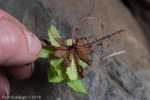 <i>Primula drummondiana </i>