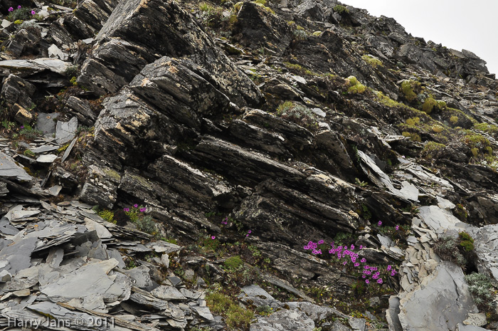 <i>Primula dryadifolia subsp. dryadifolia </i>