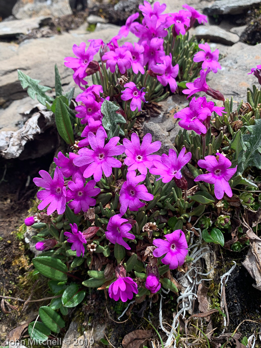 <i>Primula dryadifolia subsp. dryadifolia</i>