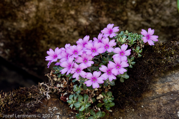 <i>Primula dryadifolia subsp. dryadifolia </i>