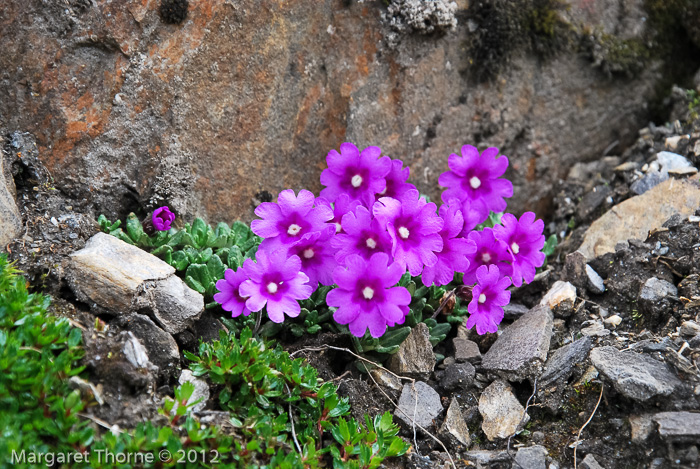 <i>Primula dryadifolia subsp. jonardunii </i>