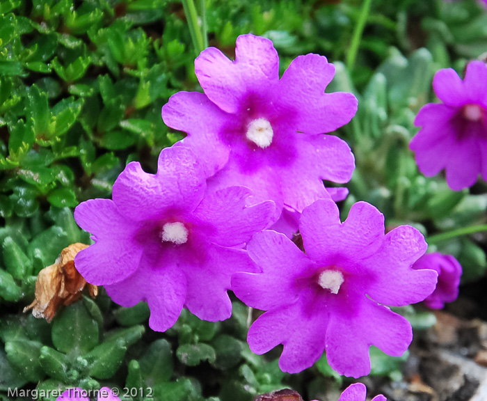 <i>Primula dryadifolia subsp. jonardunii </i>