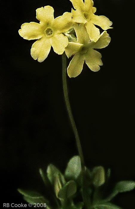 <i>Primula dryadifolia subsp. chlorodryas </i>