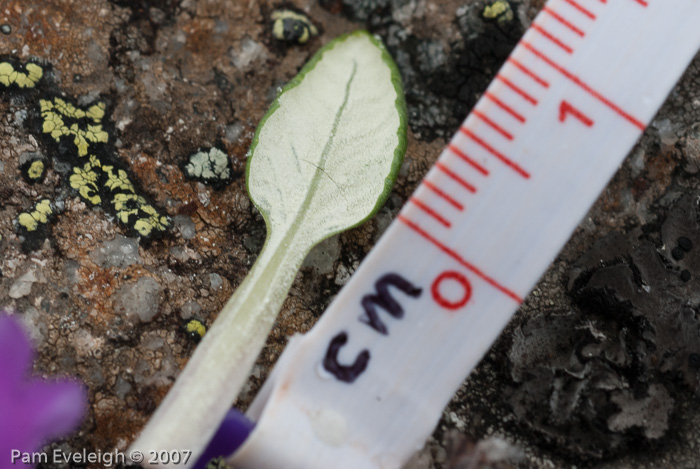 <i>Primula dryadifolia subsp. dryadifolia</i>