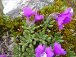 <i>Primula dryadifolia subsp. jonardunii </i>