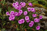 <i>Primula dryadifolia subsp. dryadifolia </i>