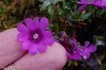 <i>Primula dryadifolia subsp. jonardunii </i>