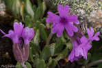 <i>Primula dryadifolia subsp. dryadifolia </i>