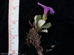 <i>Primula dryadifolia subsp. dryadifolia </i>