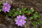 <i>Primula dryadifolia subsp. dryadifolia </i>