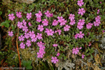 <i>Primula dryadifolia subsp. dryadifolia </i>