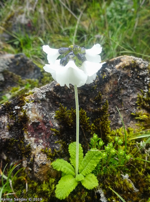 <i>Primula eburnea </i>